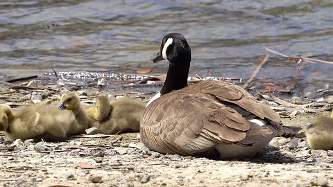 CatTV: Baby Ducks Hangin with Mom