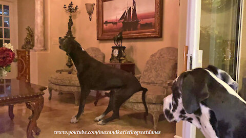 Great Dane Guard Dog Gets Comfy To Bark At An Odd Ghostly Orb