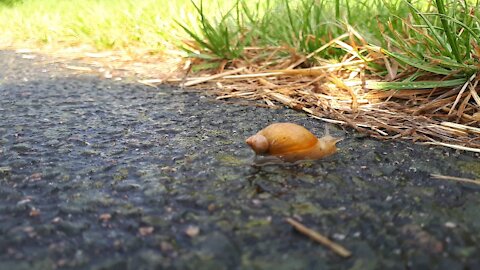 The snail tries to get home, close up shot