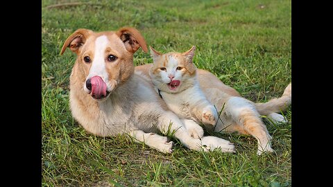 "Why Do Dogs and Cats Eat Grass & Should You Be Concerned ?" 🐶🐱