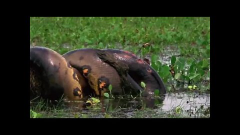 Anaconda devours huge meal | education