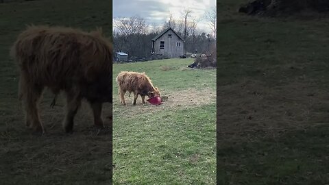 We’re getting a routine established with the cows! #shorts