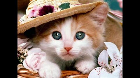 #petsgarden #funnycats #cutecats Cute Pets And Funny animal
