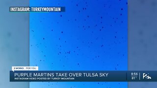 Purple martins take over the Tulsa sky before fall migration