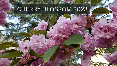 Cherry Blossoms in Spring 2023