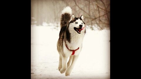 Lovely Dog Excited to See Snow and Runs In Circle