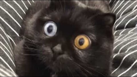 Gata torna-se viral devido aos seus olhos hipnotizantes!