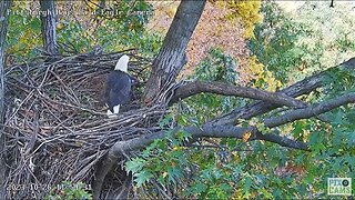 Hays Eagles V Flies into the Nest Looking around 2023 10 26 11:54am