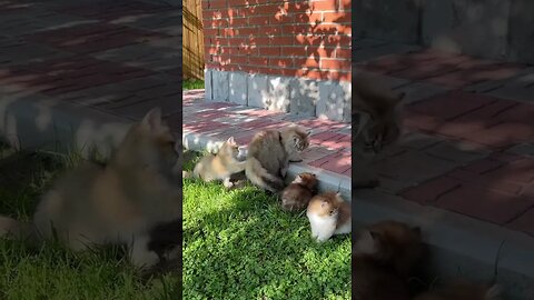 Kitten playing with its mother.