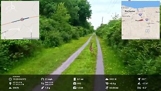 racing a deer on Independence Day 2022 in Mendon, NY