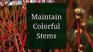 Maintain Colorful Stems: Willow and Dogwood