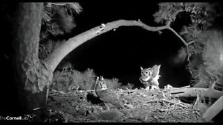 Great Horned Owls First Nest Appearance Together 🦉 12/06/22 21:50