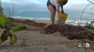 Beach cleanup crews having to downsize in order to follow CDC guidelines
