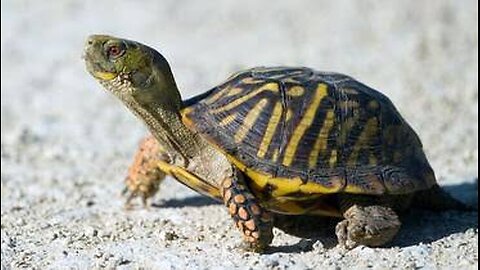 "Cracking Out: Baby turtle's Strugle for survival"