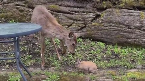 Wild deer really wants to befriend little bunny rabbit