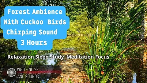 Sound Forest Ambience With Cuckoo Birds Chirping Relaxation Sleep Study Meditation Focus, 3h