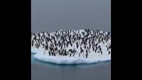 tasking is like penguins on an ice floe