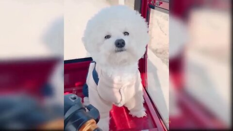 Cute Baby Dogs Videos 😍😍💕💕 #cutedogs #puppy #trending