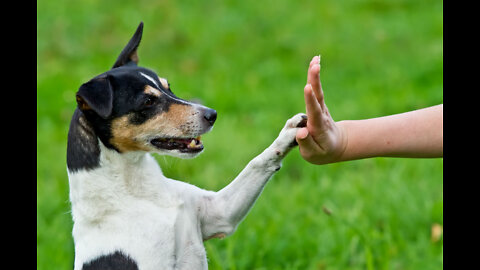 How to train your dog quickly and easily.