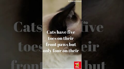 Curious Cat Anatomy: The Mystery Behind Cats' Uneven Toe count #shortsfeed #shortsvideo #facts