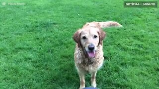 Brincar com o jato d’água é a paixão deste cão