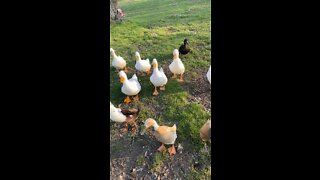 A duck parade