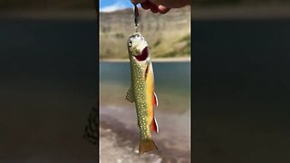 Fishing Bovin Lake #alberta #fishing