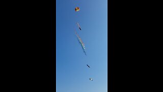 Kites in the sky