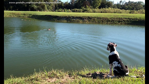 Great Dane Puppy Watches GSP Pointer Swim After Ducks