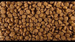 Deadly Toxin Found in Popular Dog Food Brand - How to Keep Your Pet Safe