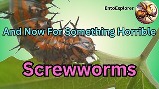 Screwworms - And Now For Something Horrible - Myiasis