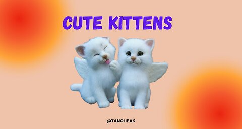 Cute Kittens - Funny and Cute Cat Video