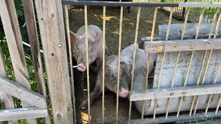 Pigs relaxing on summer day