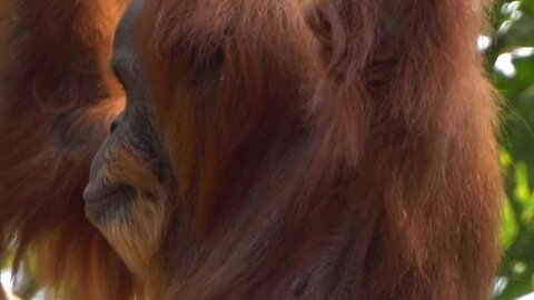 OrangUtan