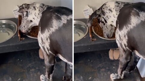 Funny Great Dane demonstrates bizarre dinner ritual