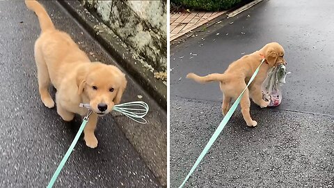 Golden Retriever Puppy Takes Random Things With Him On Walks