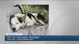 Pet of the Week: Bogart