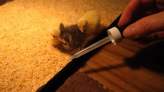 Baby Chicks Follow Eye Dropper