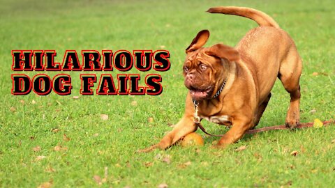 Funny Dog Fail Compilation ( Tray not to Laugh ) Very Funny
