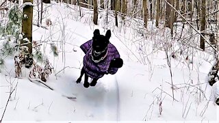 Overjoyed puppy's first run in the forest is a beautiful sight