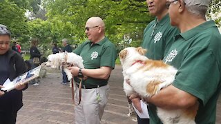 SOUTH AFRICA - Cape Town - Blessing of the Animals service at St George's Cathedral (Video) (u8X)