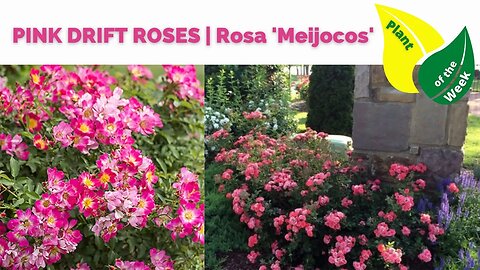 PINK DRIFT ROSES | Rosa 'Meijocos'