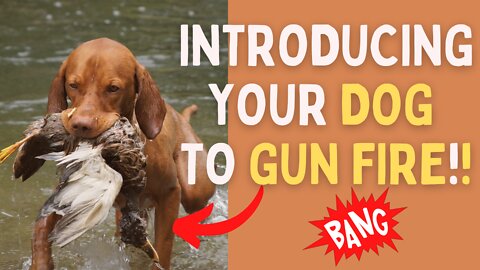 💥 How you should introduce your dog to Gun Fire 💥 - Step by Step