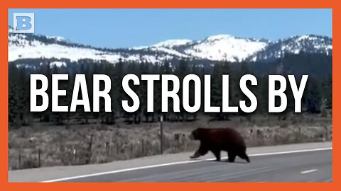 Bear Strolls Across California Road Unimpeded by Traffic