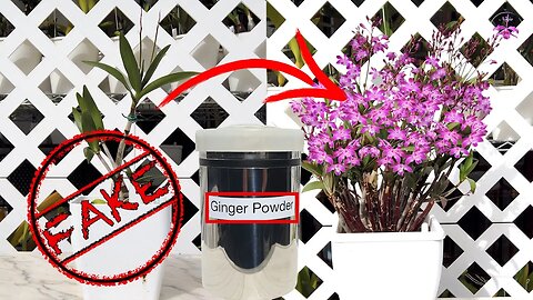 FRUSTRATED! 😤 How Fake Orchid Hack Videos are taking over YouTube | How they do it!😒 #ninjaorchids