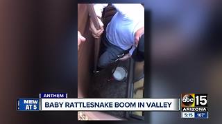 Uptick in Valley rattlesnakes sightings