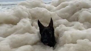 Dog submerged by wave of sea foam