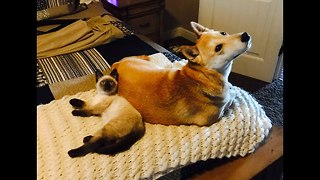 Shiba Inu thrilled to have new kitten friend