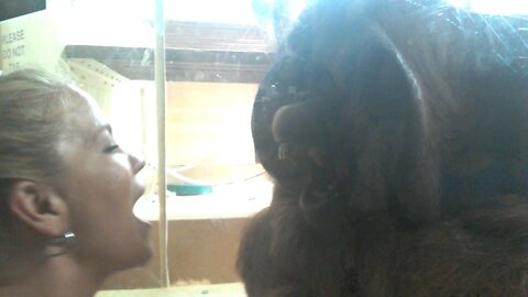 Huge Orangutan Makes Faces & Blows Kisses... If You Do Too