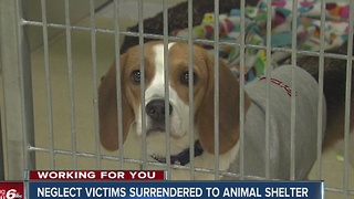 Hamilton County Humane Society overcrowded because of recent neglect case